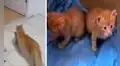 Gatita entra con sus crías a una veterinaria para que las puedan atender 