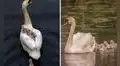 Cisne se encarga de cuidar a sus bebés después del fallecimiento de su ‘pareja’