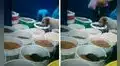 Comerciante halla a perrito callejero comiendo las croquetas más caras de su tienda 