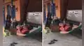 Perro mece suavemente la hamaca de su dueño mientras él descansa