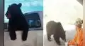 Oso espera en la carretera para ‘pedir’ a los conductores que le den un paseo