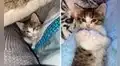 Encuentra una gatita bebé en la calle, la lleva a su casa para cuidarla y decide adoptarla 