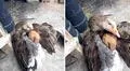 Pato acurruca entre sus alas a perrito abandonado que temblaba de frío
