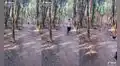 Sujeto es captado mientras corre junto a un ‘ejército’ de gallinas