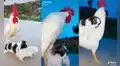 Un gallo ‘adopta’ a dos cachorros que fueron rescatados y los cuida como suyos