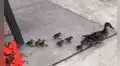 Familia de patos detiene el tránsito y pasea libremente por las calles