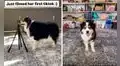 Perrito prende la cámara de su dueña a escondidas para ‘grabar’ su propio video de TikTok