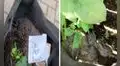 Acude a una tienda de plantas y encuentra a conejos bebés viviendo en una maceta
