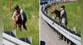 Hombre ayuda a un bebé alce a cruzar la carretera para reunirlo con su madre  