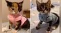 Adopta gatitos bebés y les teje pequeñas chompas para mantenerlos abrigados 