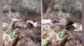 Jóvenes pasean por la selva peruana y encuentran a una mamá sajino con sus bebés