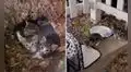 Rescata a minina callejera y gatita la dirige hasta el árbol donde escondió a sus crías
