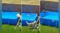 Perro rescata a pequeña ave que estaba a punto de ahogarse al caer por error en piscina 