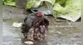Gallina protege a sus polluelos de la lluvia y abre sus alas para cubrirlos