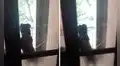 Perro regresa a casa luego salir a jugar y toca el timbre para que le abran la puerta