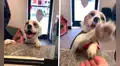 Perrita ‘sonríe’ de emoción al ver a su nueva dueña haciendo los trámites de adopción