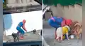 Joven disfrazado del Hombre Araña reparte comida a perrito callejeros