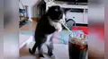Gato toma su bebida con un sorbete y video causa gran sensación en las redes