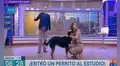 Perrito sin hogar entra a set de TV y conductora decide llevárselo a su casa