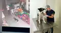 Perro ingresa a veterinaria para que médico lo ayude con herida en su cuello