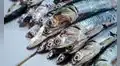 Produce autoriza segunda temporada de pesca de anchoveta desde el 22 de noviembre