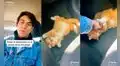 Gato tiene adorable actitud para ‘pedirle’ a su dueño que lo deje acompañarlo al trabajo