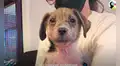 La historia de Alexis, el perrito callejero que fue rescatado y que ahora vive una vida mejor