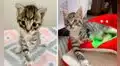 Rescata a gatito con discapacidad y lo acoge en su casa para ayudarlo en su recuperación 