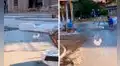 Gallina aparece en plena construcción y camina sobre el cemento fresco