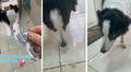 Joven engaña a su perro con un curioso truco para que tome sus pastillas