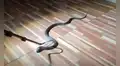 Escuchan extraños silbidos y descubren a serpiente mortal detrás del congelador