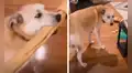 Perro se emociona con su nuevo juguete y termina rompiendo el florero de su dueña
