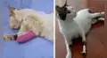 Gatito con discapacidad recibe prótesis para que vuelva a caminar tras sufrir un accidente  