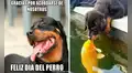 Celebra el Día Mundial del Perro con los hilarantes memes alusivos a esta especial fecha