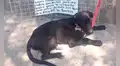 Perrito se convierte en ‘vendedor de llaveros’ para ayudar a su dueña a pagar sus croquetas