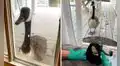 Gansa busca a su ‘pareja’ para estar a su lado luego que lo trasladaron a una veterinaria 