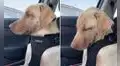 Perro lucha por no quedarse dormido durante un paseo en auto con su dueño