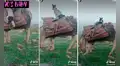 Captan a perro subiendo en el lomo de un burro para ‘ir de paseo’