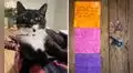 Gato entrega una nota de los vecinos a sus dueños y se vuelve su ‘mensajero’ durante meses
