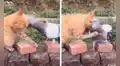 Gato y paloma protagonizan la pelea más tierna que se hace viral en redes