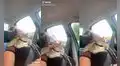Joven capta a su gato dormir sobre su dueña mientras realizan un largo viaje en carro