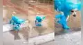 Joven muestra cómo abriga a su querido perro al pasear en un intenso día de lluvia