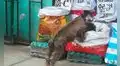 Comerciante deja que perritos sin hogar coman los productos de su tienda