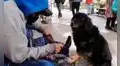 Lustrabotas se encuentra con perrito sin hogar y decide limpiarle sus patitas