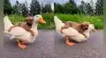 Joven graba tierna escena protagonizada por su pato y su cachorro al aire libre