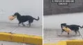 Perrito se ‘roba’ una bolsa de pan y huye de prisa para no ser descubierto