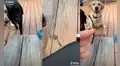 Perros le llevan a su dueña una ramita y muestran tierna conducta para querer jugar
