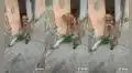 Joven revela cómo su gatita impide que su ‘amigo’ perruno salga a la calle para jugar