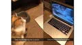 Pequeño gato aprende a limpiarse solo viendo un tutorial que le puso su dueña