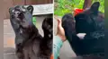 Joven entra a recinto de pantera y se acerca al depredador para acariciarlo